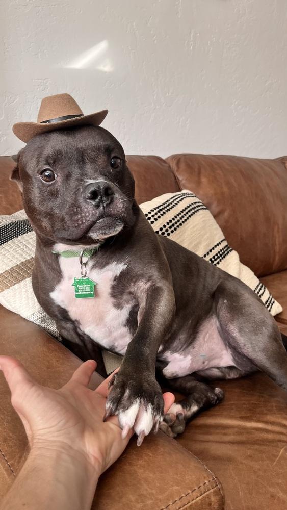 Enlarge Elliot 3, a Adoptable mixed breed in San Diego, CA image 3/4