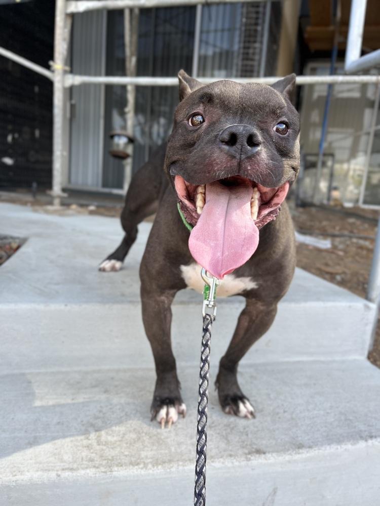 Enlarge Elliot 3, a Adoptable mixed breed in San Diego, CA image 4/4