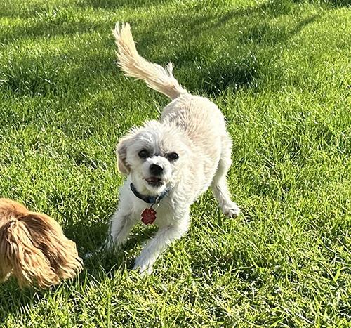 Yank, a ADOPTABLE mixed breed in El Mirage, AZ image 4/6