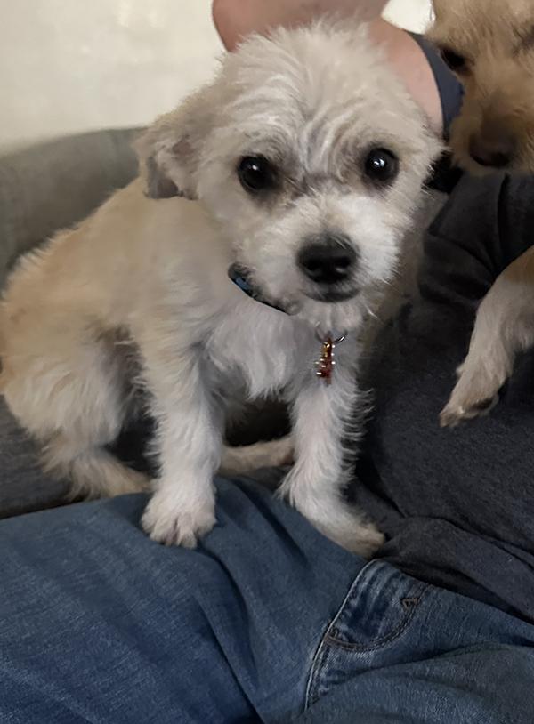 Yank, a ADOPTABLE mixed breed in El Mirage, AZ image 6/6