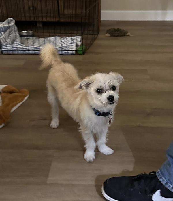 Yank, a ADOPTABLE mixed breed in El Mirage, AZ image 5/6