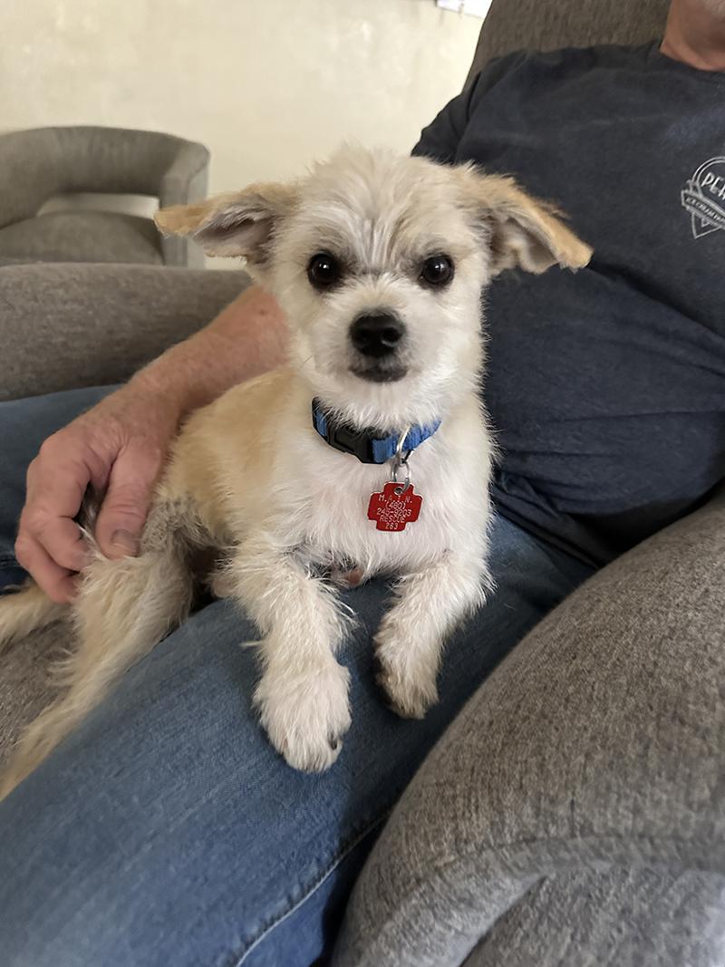 Yank, a ADOPTABLE mixed breed in El Mirage, AZ image 2/6