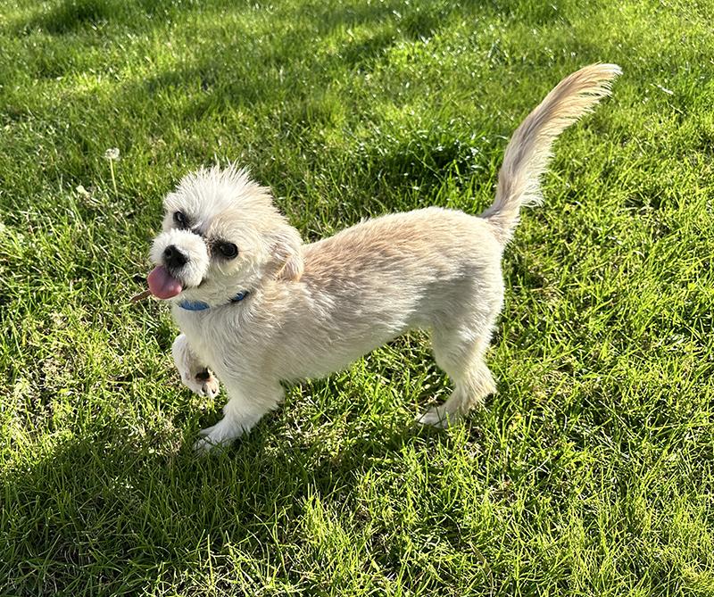 Yank, ADOPTABLE, Puppy Male Parson Russell Terrier.