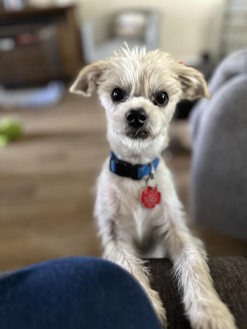 Yank, ADOPTABLE, Puppy Male Parson Russell Terrier.