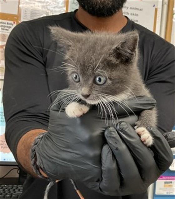 RUSSELL GUTIERREZ, Adoptable, Young Male Domestic Short Hair.