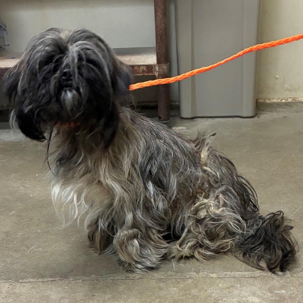 Cookie Monster, Adoptable, Adult Male Shih Tzu.