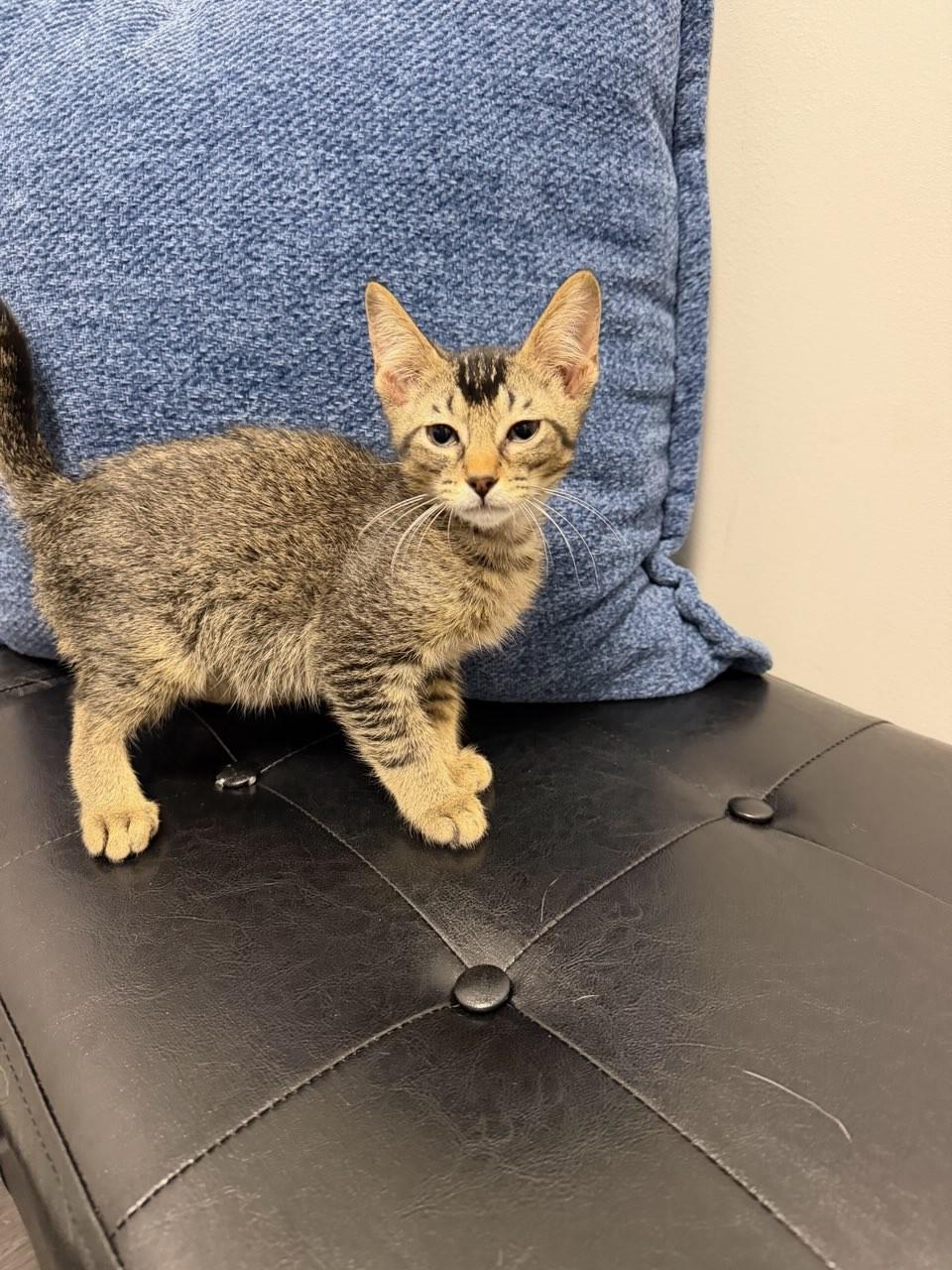 Merlot, Adoptable, Young Male Domestic Medium Hair.