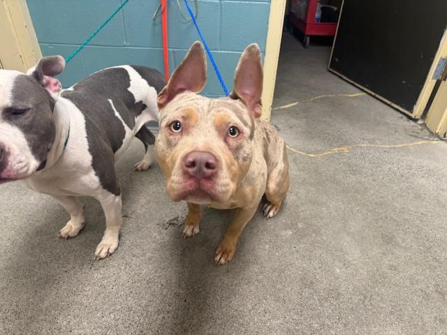 ATHENA, Adoptable, Young Female Pit Bull Terrier.