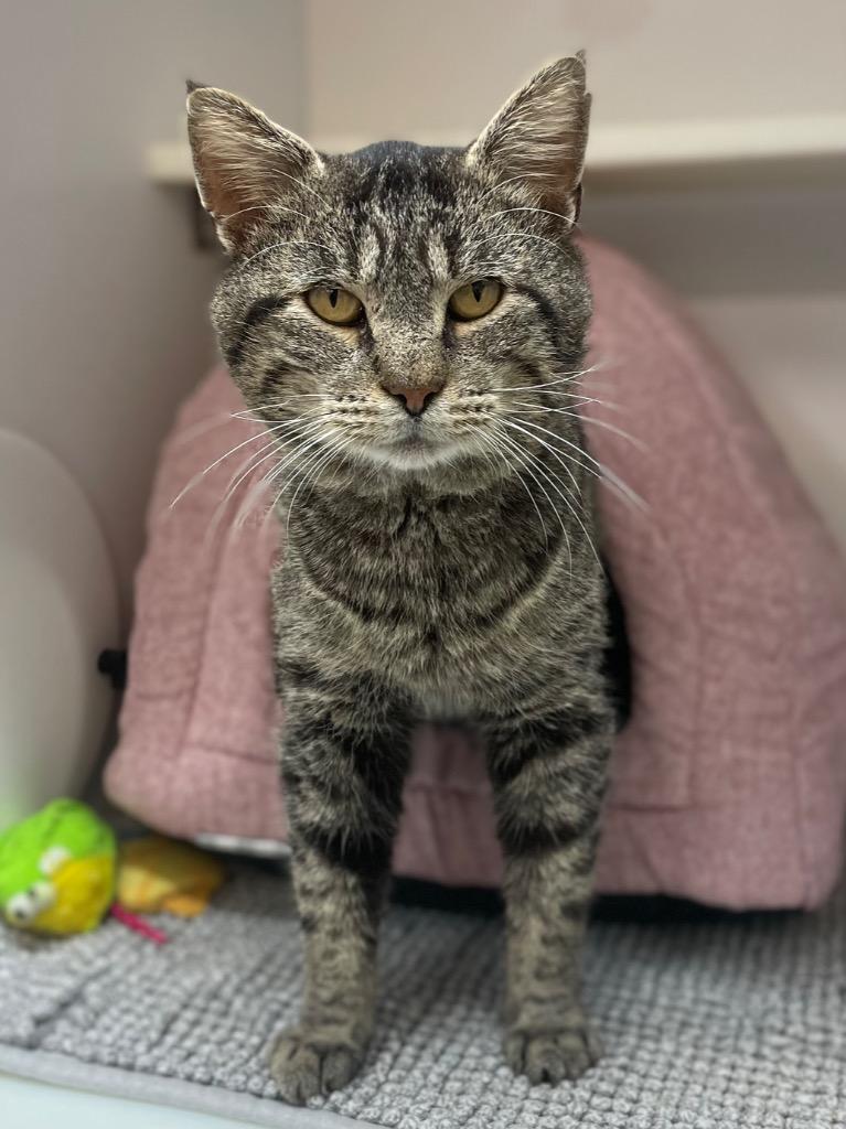 Cheeks, a Adoptable mixed breed in Neosho, MO image 1/5