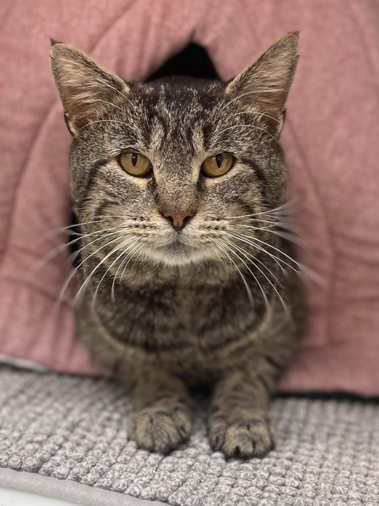 Cheeks, a Adoptable mixed breed in Neosho, MO image 2/5