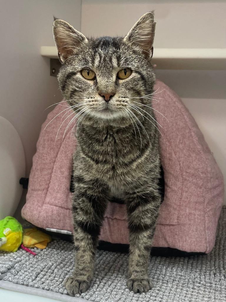 Cheeks, a Adoptable mixed breed in Neosho, MO image 3/5