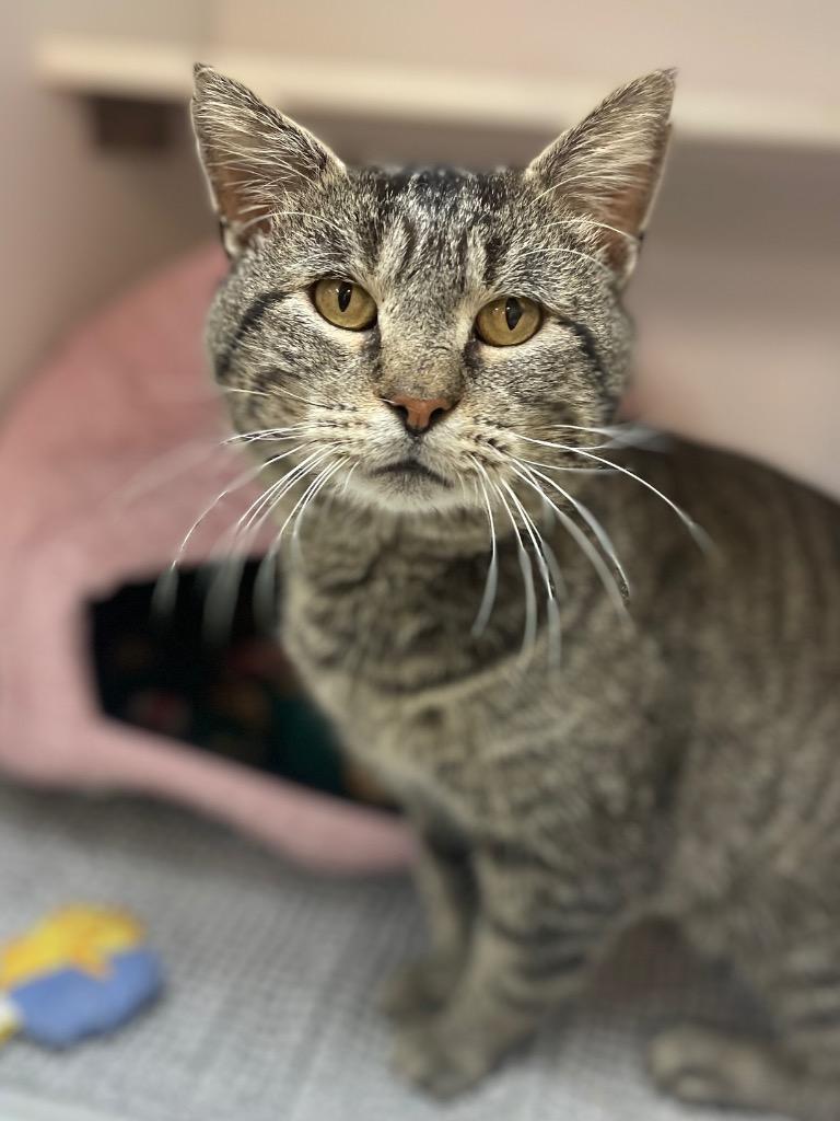 Cheeks, a Adoptable mixed breed in Neosho, MO image 4/5