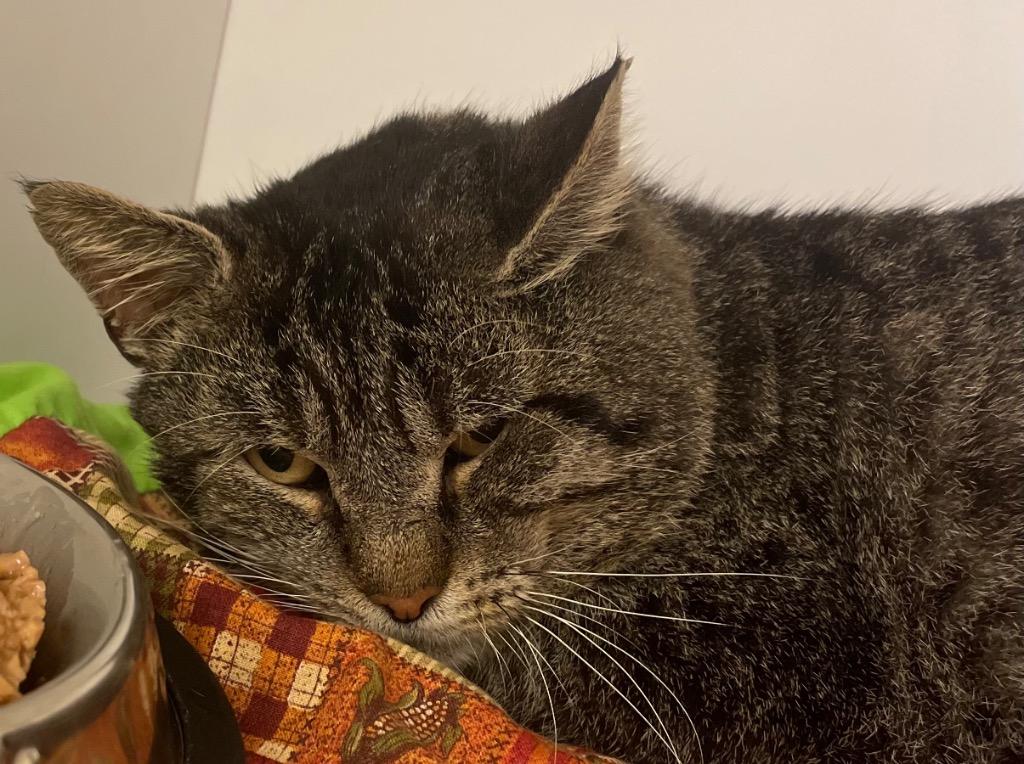 Cheeks, a Adoptable mixed breed in Neosho, MO image 5/5