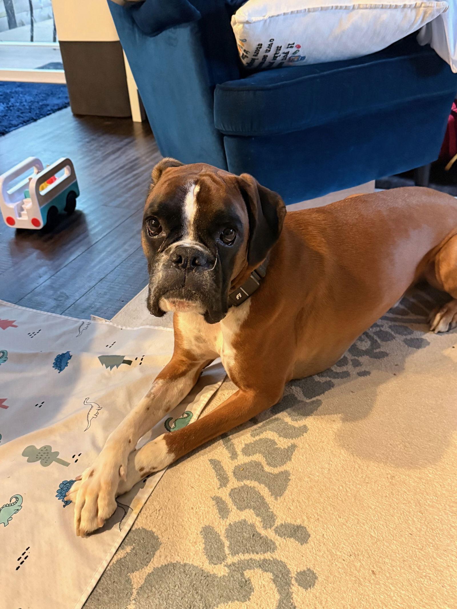 Franklin, Adopted, Adult Male Boxer.