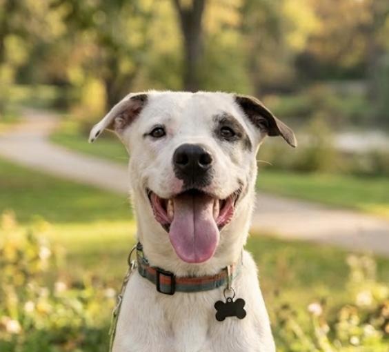 Bxhekaj / Pinkie, Adoptable, Adult Female Labrador Retriever & Pit Bull Terrier.