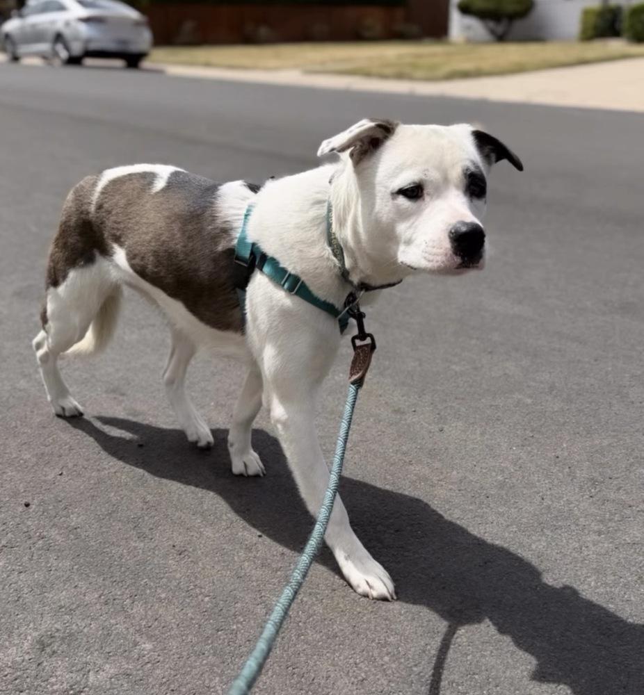 Bxhekaj / Pinkie, Adoptable, Adult Female Mixed Breed.