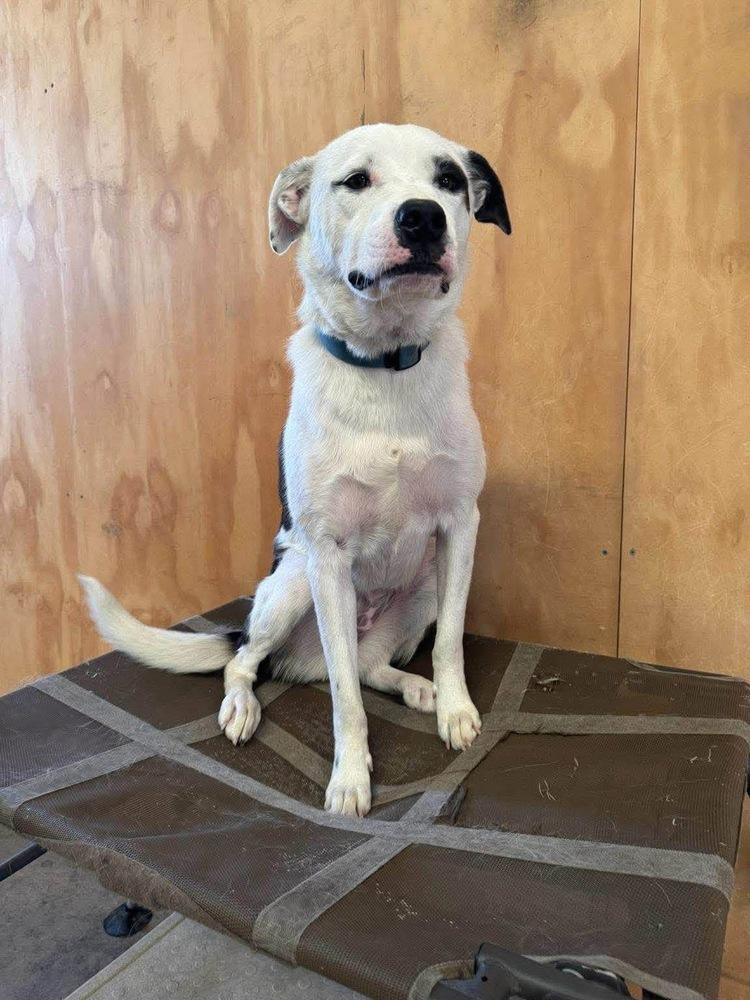 Enlarge Bxhekaj / Pinkie, a Adoptable mixed breed in Broomfield, CO image 2/6