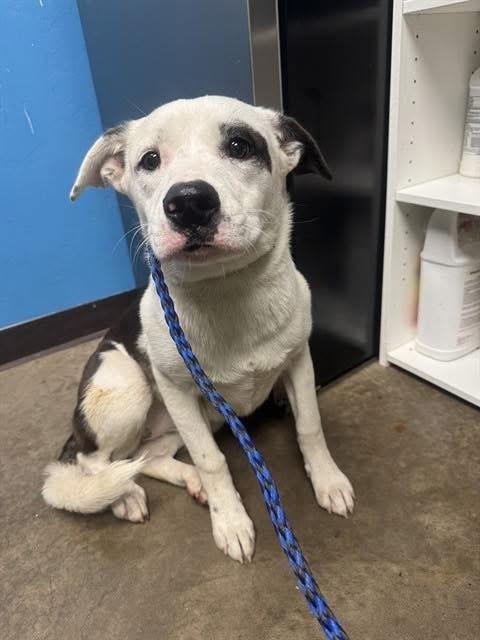 Xhekaj / Pinkie / Pinny, Adoptable, Adult Female Labrador Retriever & Pit Bull Terrier.