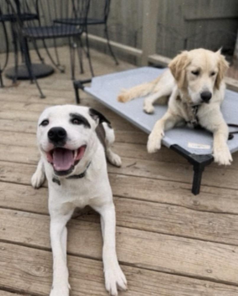 Enlarge Bxhekaj / Pinkie, a Adoptable mixed breed in Broomfield, CO image 2/6