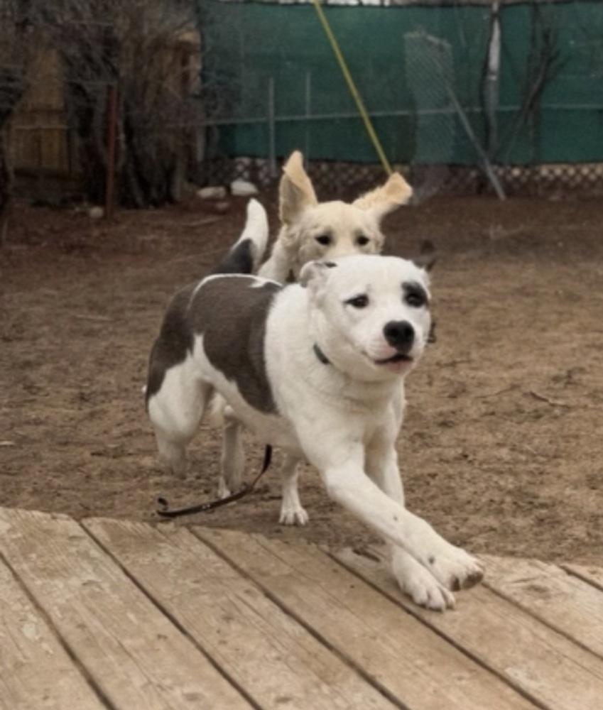 Enlarge Bxhekaj / Pinkie, a Adoptable mixed breed in Broomfield, CO image 3/6
