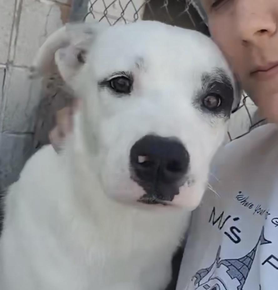 Enlarge Xhekaj / Pinkie / Pinny, a Adoptable mixed breed in Broomfield, CO image 2/6