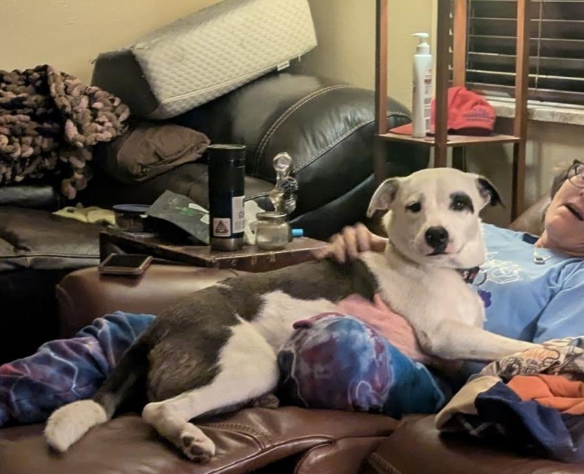 Enlarge Xhekaj / Pinkie / Pinny, a Adoptable mixed breed in Broomfield, CO image 3/6