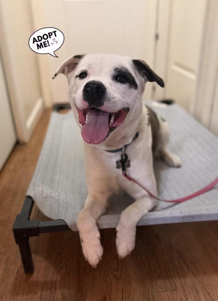 Enlarge Bxhekaj / Pinkie, a Adoptable mixed breed in Broomfield, CO image 5/6