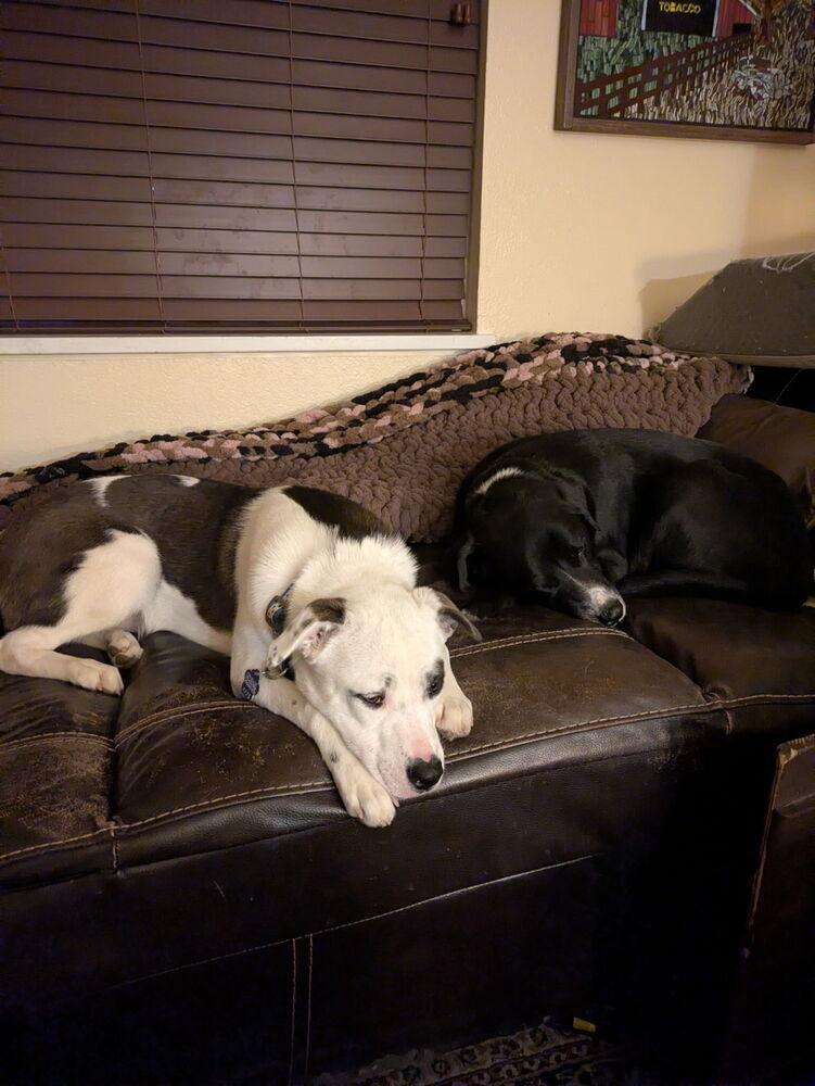 Enlarge Xhekaj / Pinkie / Pinny, a Adoptable mixed breed in Broomfield, CO image 4/6