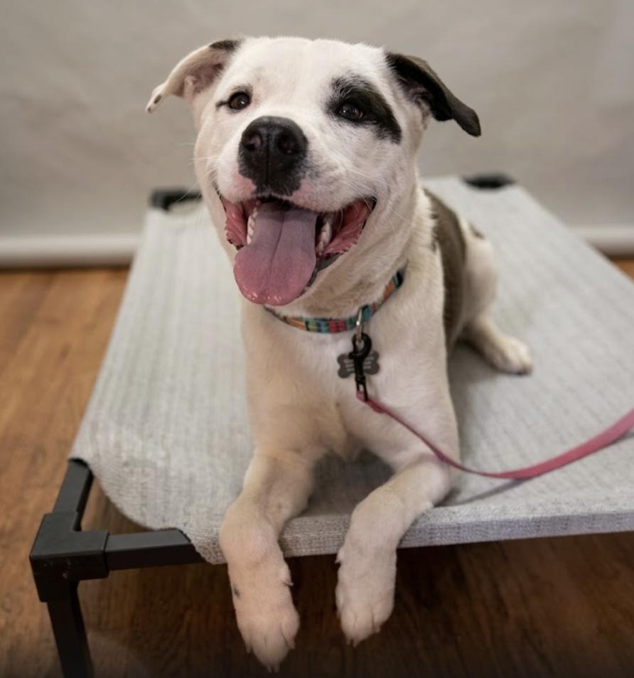Enlarge Bxhekaj / Pinkie, a Adoptable mixed breed in Broomfield, CO image 6/6