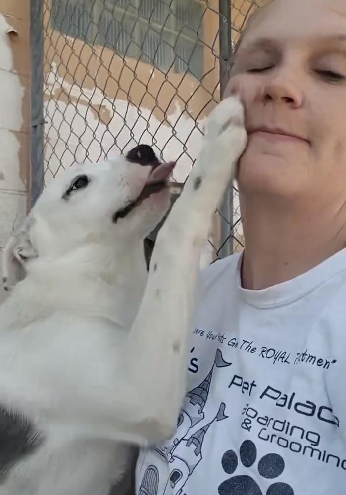 Enlarge Xhekaj / Pinkie / Pinny, a Adoptable mixed breed in Broomfield, CO image 5/6