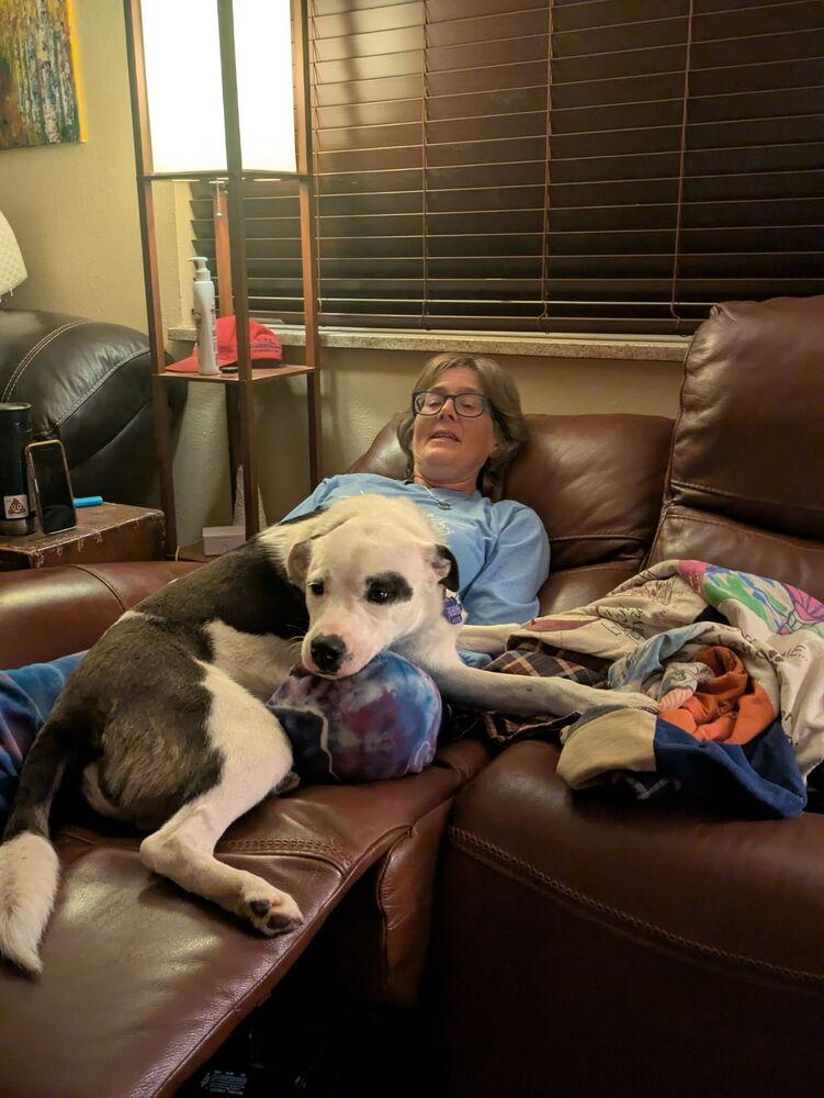 Enlarge Xhekaj / Pinkie / Pinny, a Adoptable mixed breed in Broomfield, CO image 6/6