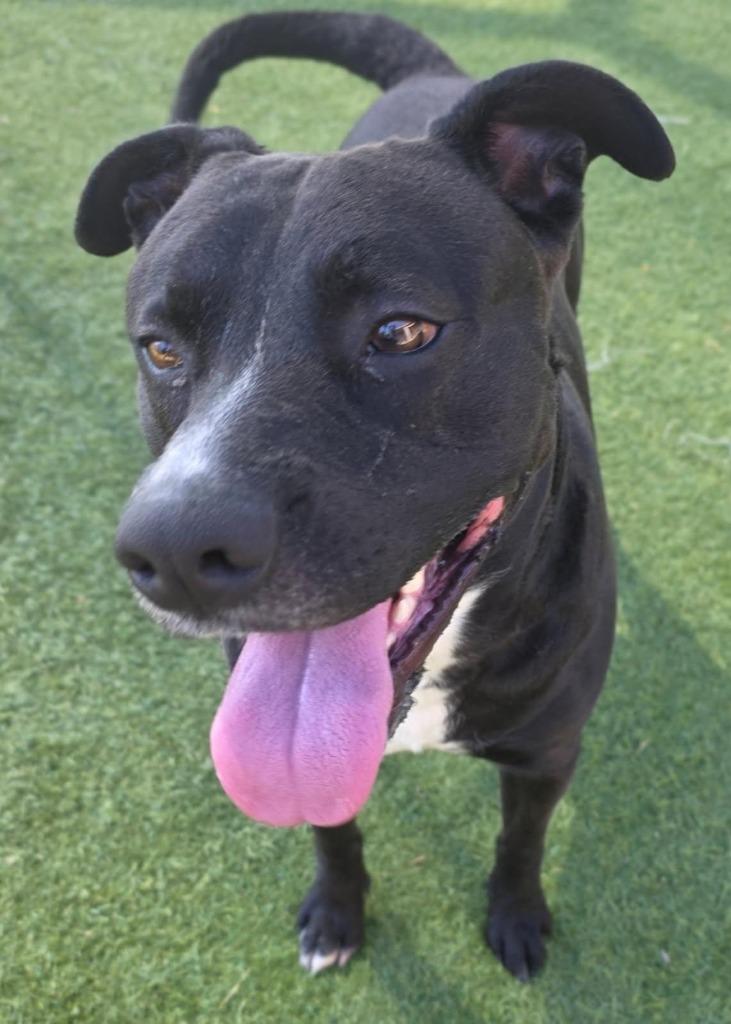 Obsidian, Adoptable, Young Male Labrador Retriever.