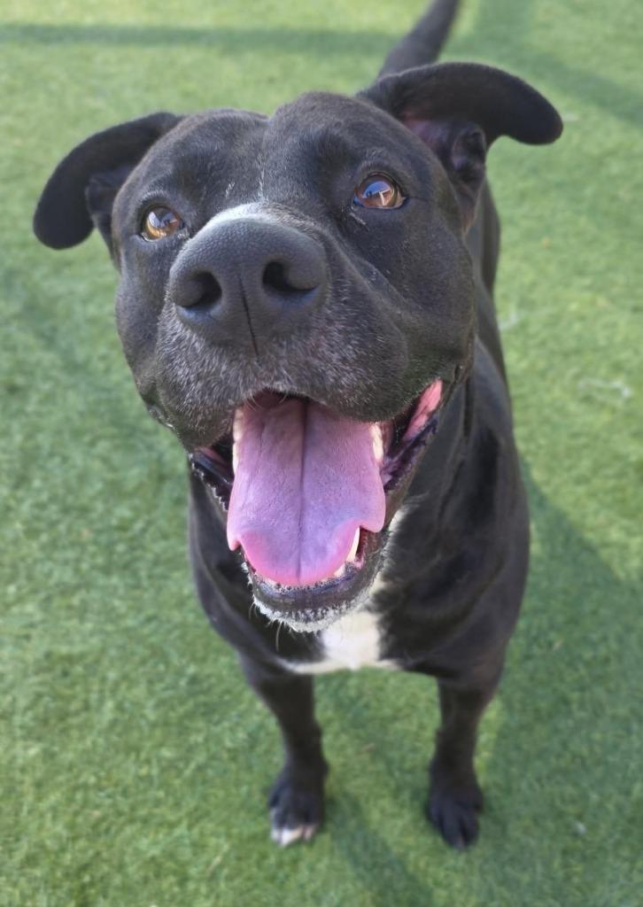 Obsidian, a Adoptable mixed breed in Little Elm, TX image 2/5