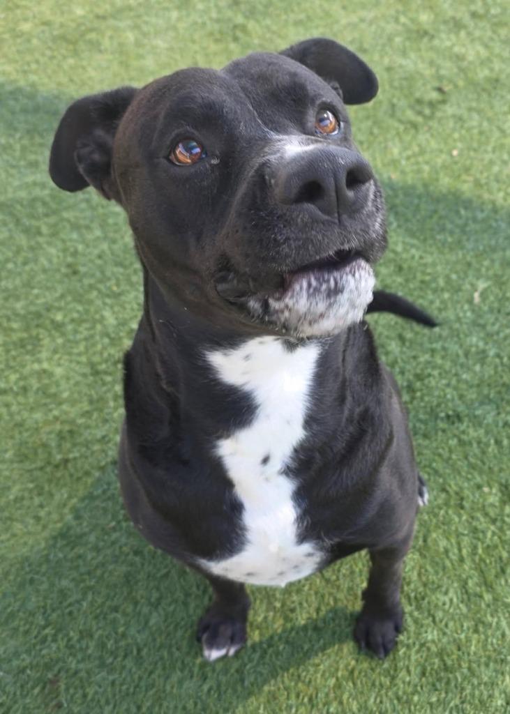 Obsidian, a Adoptable mixed breed in Little Elm, TX image 3/5