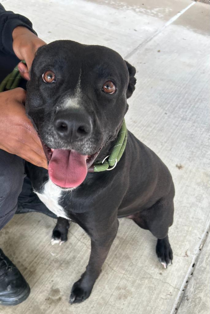 Obsidian, a Adoptable mixed breed in Little Elm, TX image 4/5