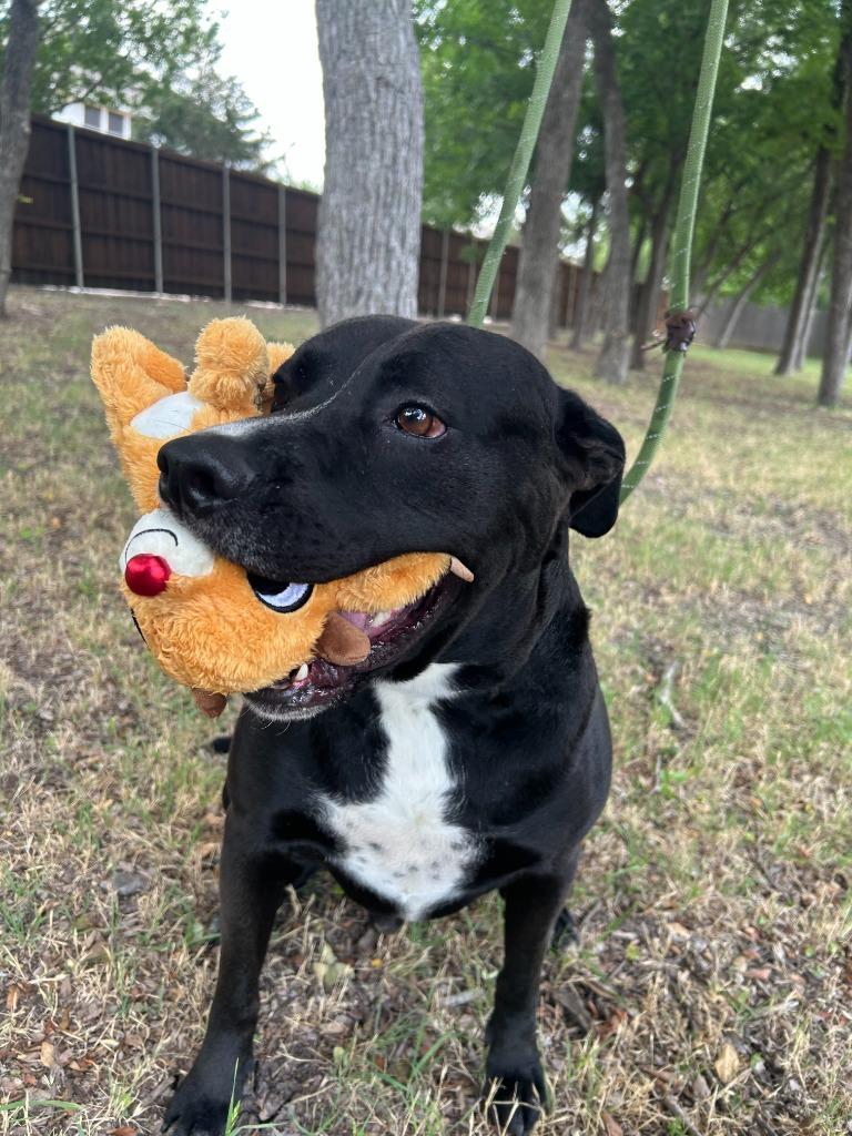 Obsidian, a Adoptable mixed breed in Little Elm, TX image 5/5