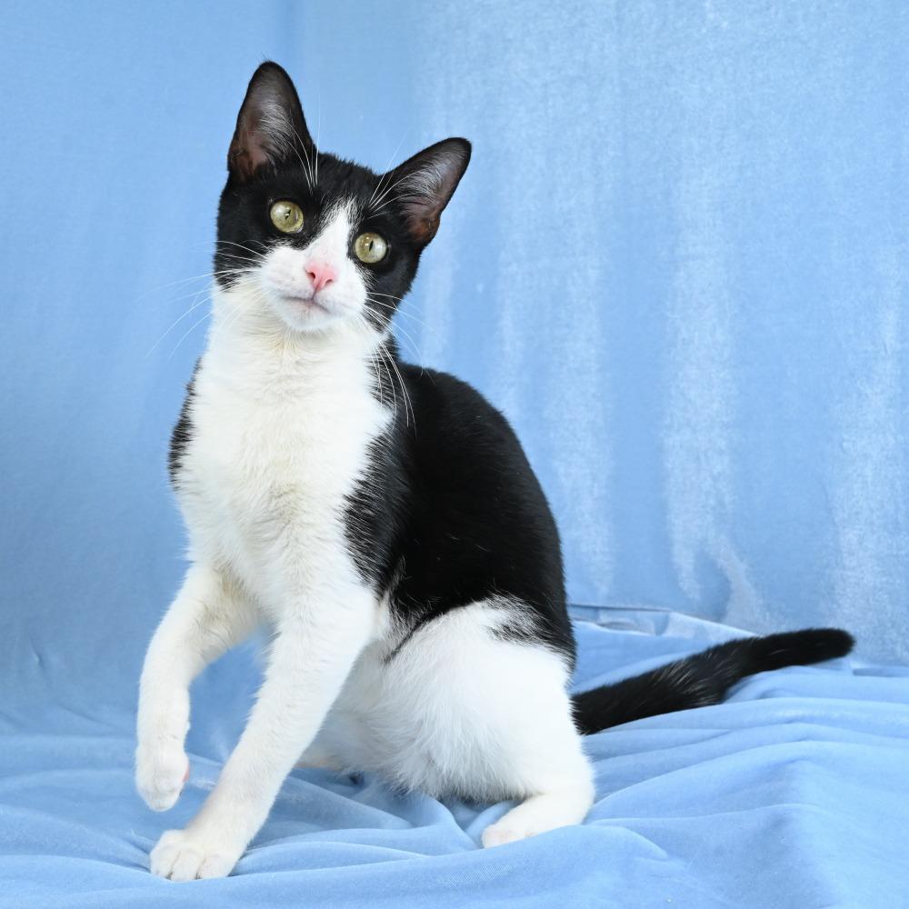 Enlarge Ruby, a Adoptable Domestic Short Hair in Mobile, AL image 1/6