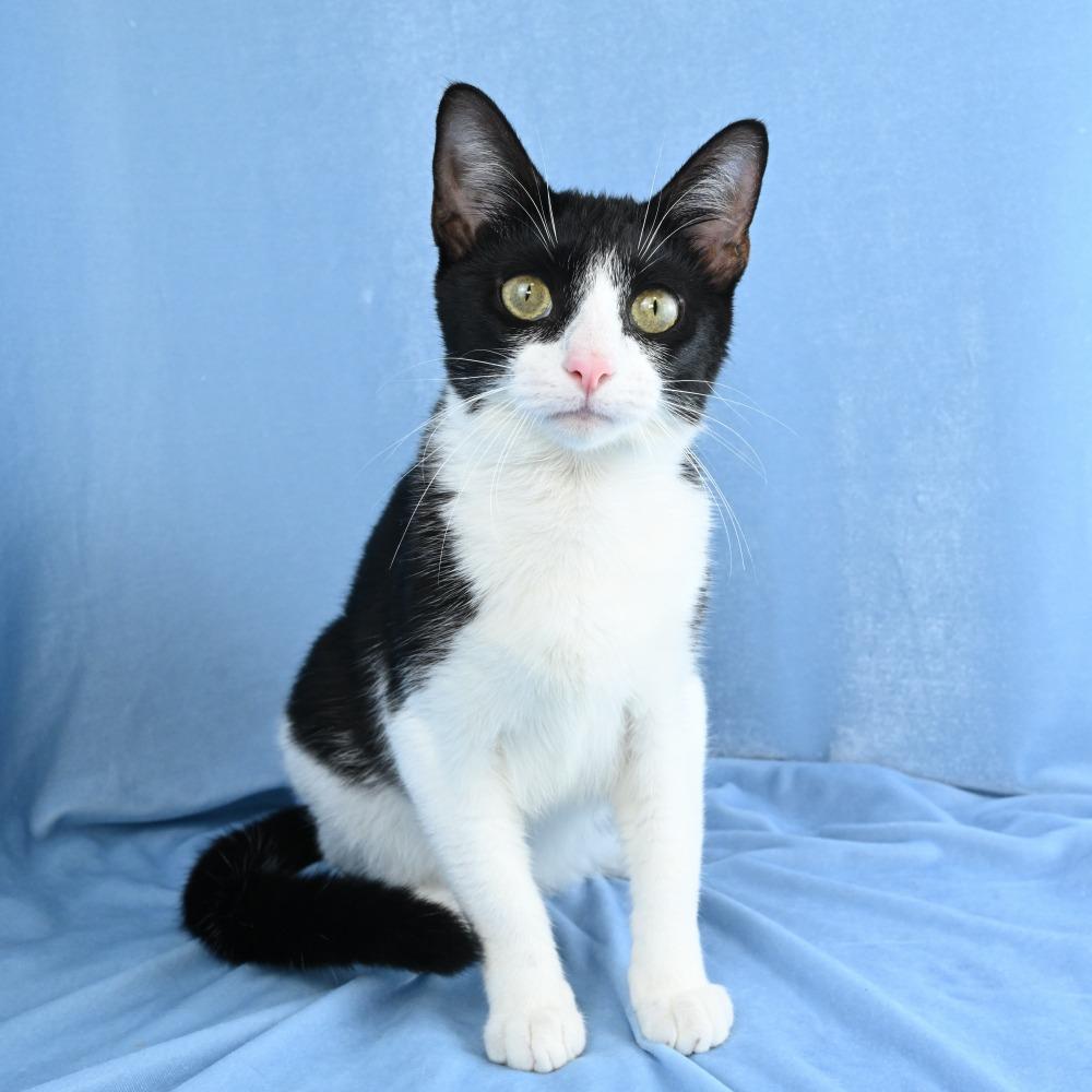 Enlarge Ruby, a Adoptable Domestic Short Hair in Mobile, AL image 2/6