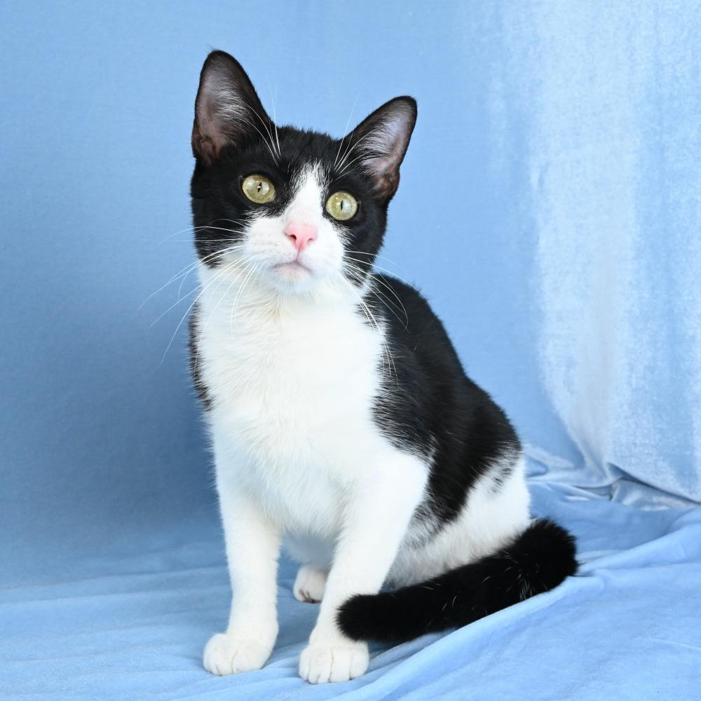 Enlarge Ruby, a Adoptable Domestic Short Hair in Mobile, AL image 3/6