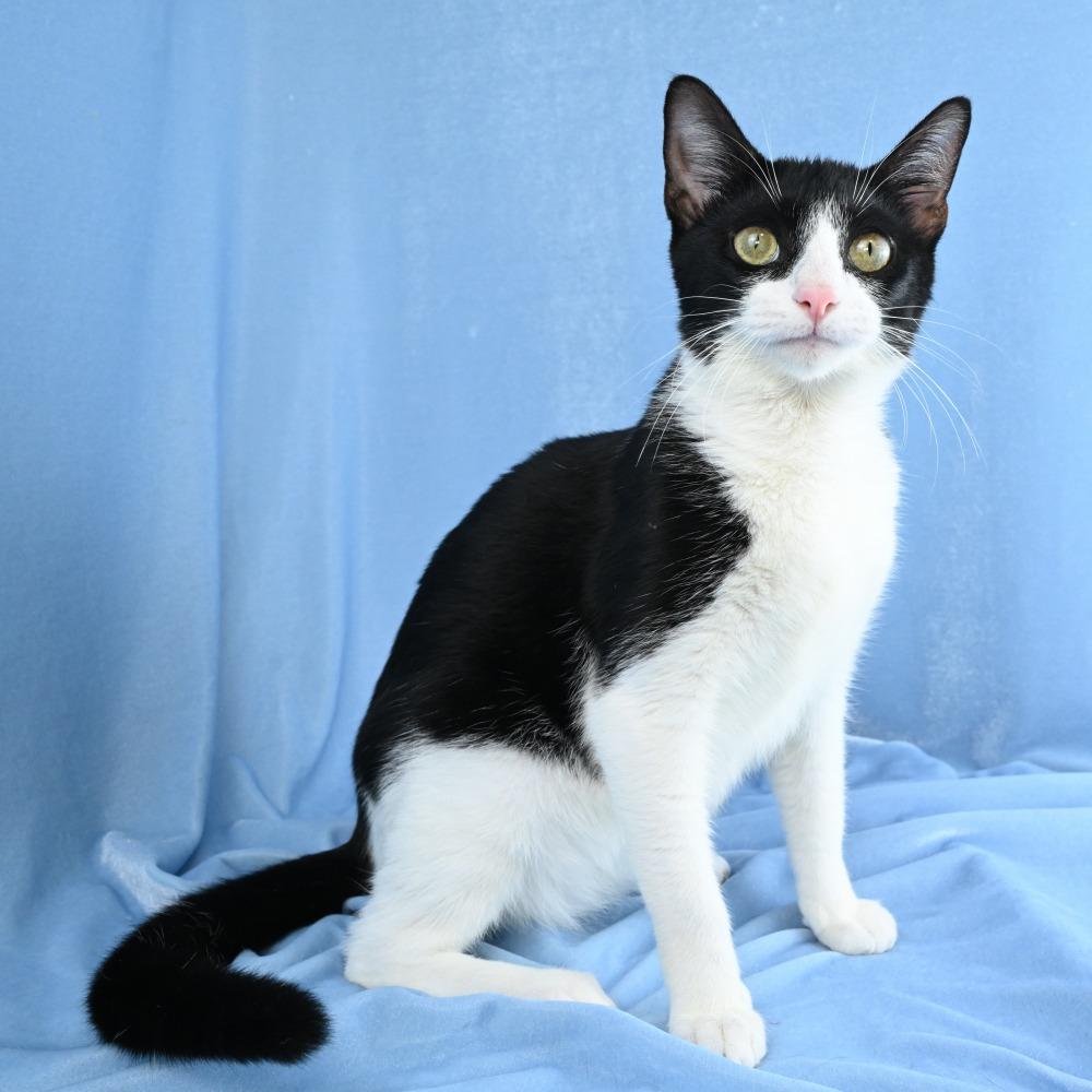 Enlarge Ruby, a Adoptable Domestic Short Hair in Mobile, AL image 4/6