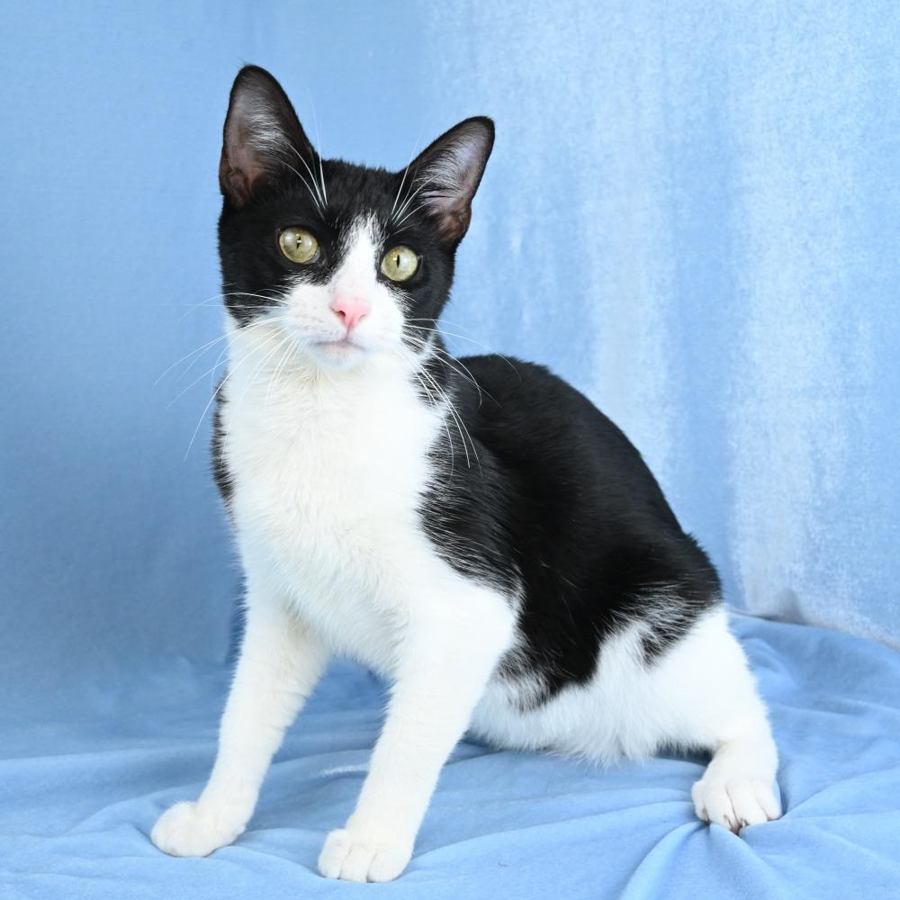 Enlarge Ruby, a Adoptable Domestic Short Hair in Mobile, AL image 5/6