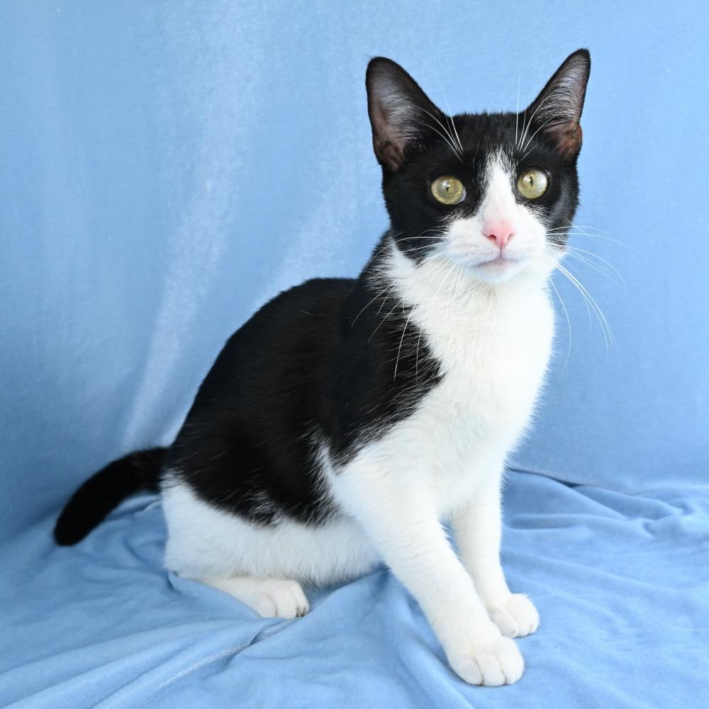 Enlarge Ruby, a Adoptable Domestic Short Hair in Mobile, AL image 6/6