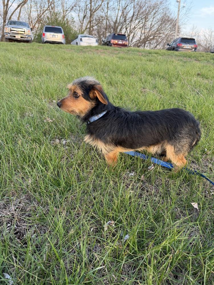 Rex, Adoptable, Young Male Yorkshire Terrier & Dachshund.