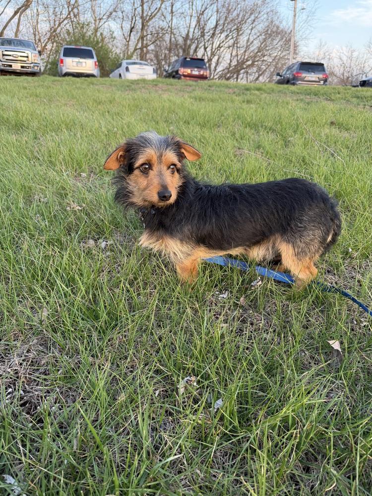 Enlarge Rex, a Adoptable mixed breed in Waterloo, IL image 2/2