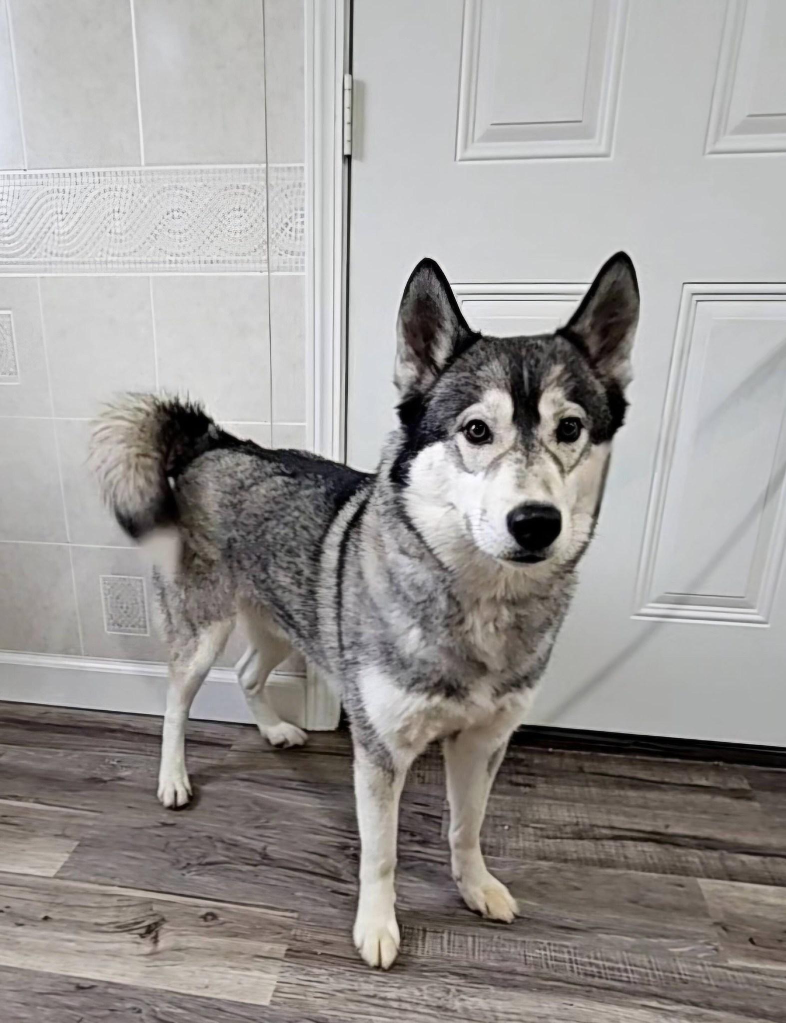 Enlarge Roscoe, an adopted Siberian Husky in Hoopeston, IL image 3/4