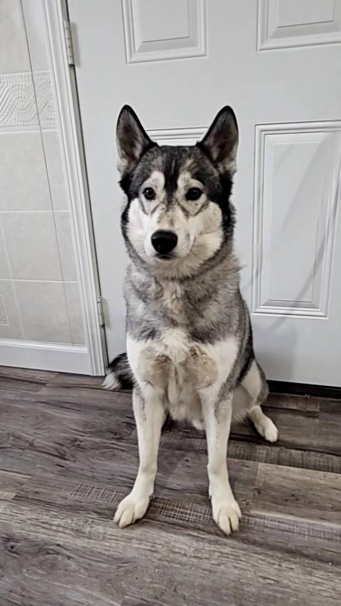 Enlarge Roscoe, an adopted Siberian Husky in Hoopeston, IL image 4/4