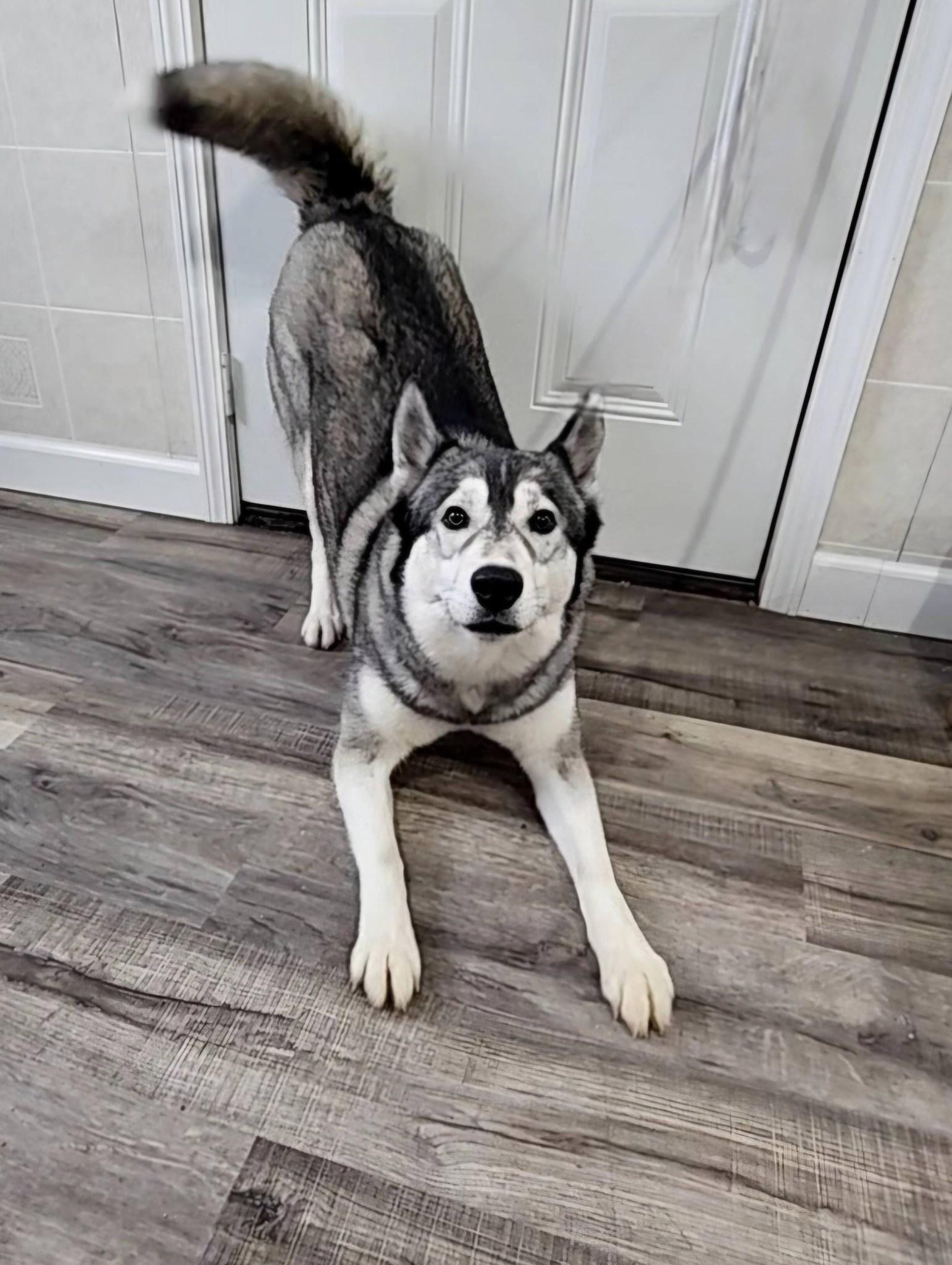 Enlarge Roscoe, an adopted Siberian Husky in Hoopeston, IL image 2/4