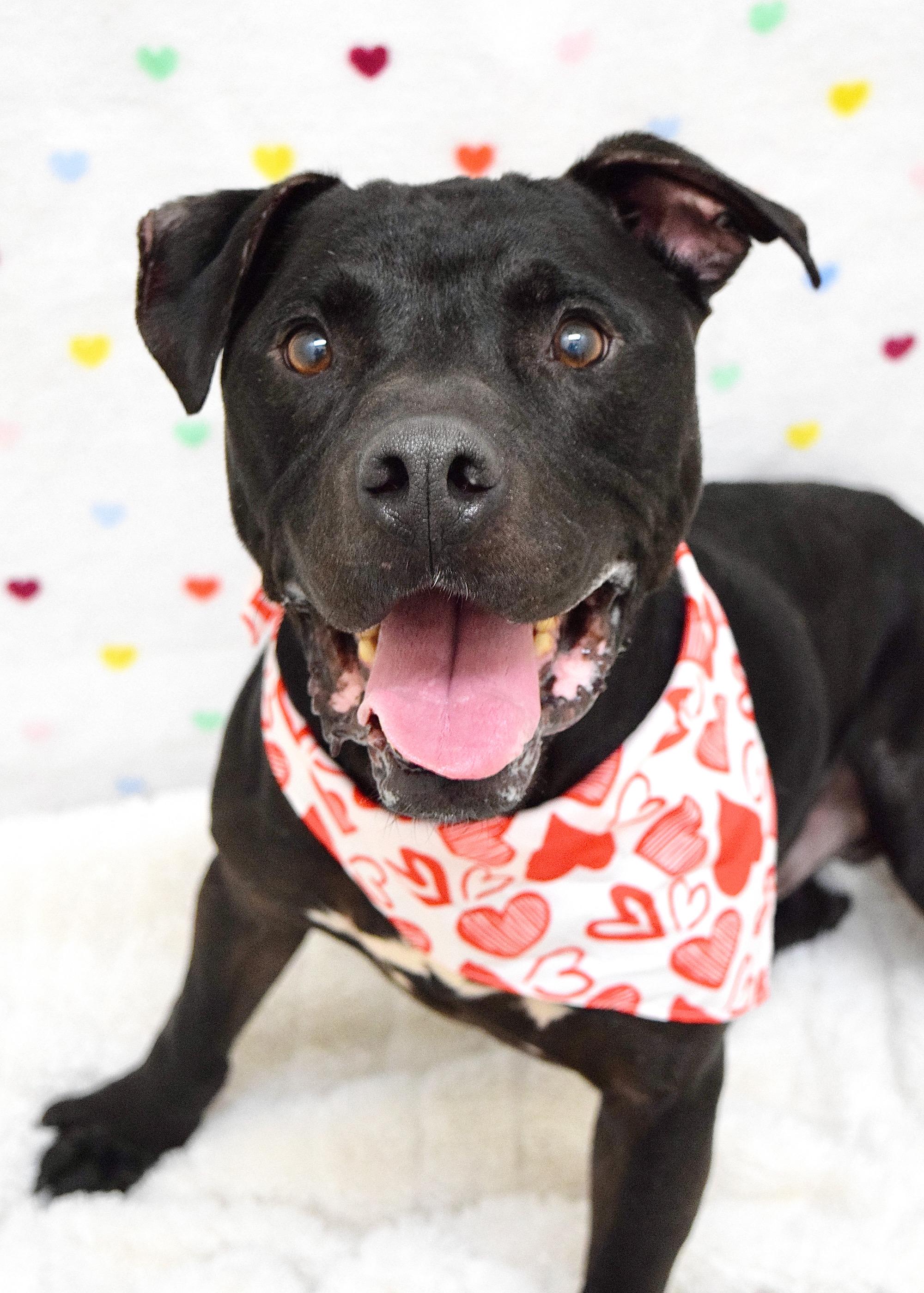 Ares, ADOPTABLE, Adult Male Pit Bull Terrier.