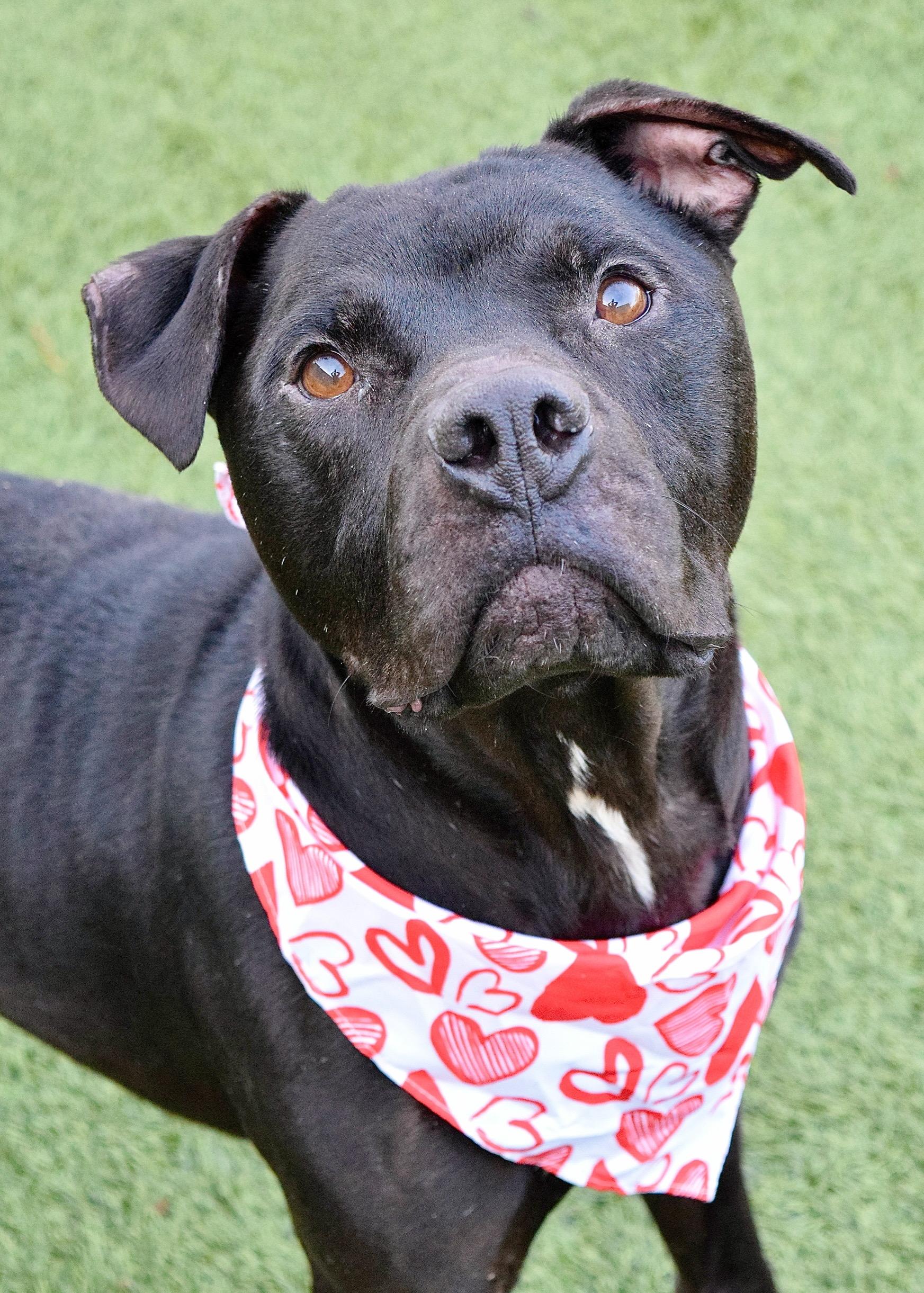 Enlarge Ares, a ADOPTABLE Pit Bull Terrier in Dublin, CA image 1/1