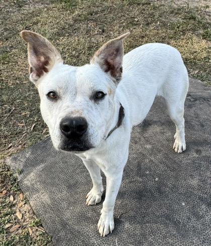 Pee Wee, ADOPTABLE, Adult Female Bull Terrier & Carolina Dog.